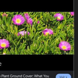 Ice Plant Purple In Pots Ready For Ground Covering 6in To 30 In Available
