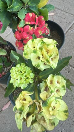 Corona De Cristo