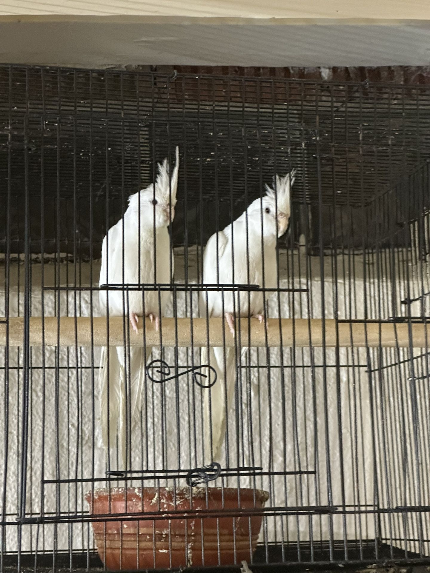 Bird Cage