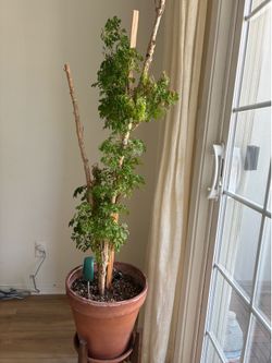 Large Ming Aralia Tree – Mature Indoor Plant