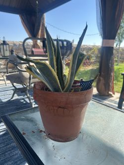 Agave Plant