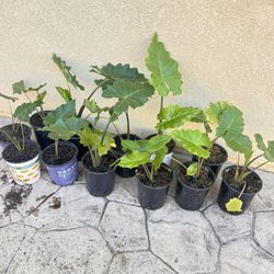 Alocasia calidora $10 Each