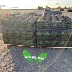 Best QUALITY Sod 