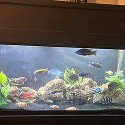 Fish Tank 