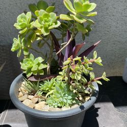 Succulents Arrangement 