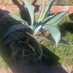 Plantas Majuey 