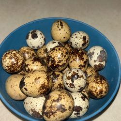 Eggs Of Quail