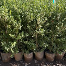 5 Gallon Size- Boxwood- Jasmine- Bougainvillea- Honeysuckle- Lavender- Rose Bushes- Sage- Salvia- Ficus- Juniper- Privet- Hibiscus- Plumbago- Flax