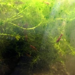 Aquarium Plants 