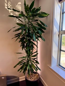German-Made Lechuza Self-Watering Planter + 7 ft Janet Craig Dracaena Tree – $375+ Retail Value