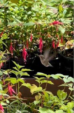Upright Perennial Hardy Fuchsia Magellanica, please see all pics.