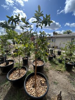 Guayaba Tree