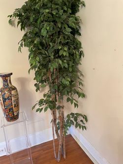 7 1/2’ ficus trees
