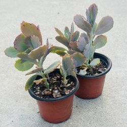 Succulents plants 🪴（2 for $5）