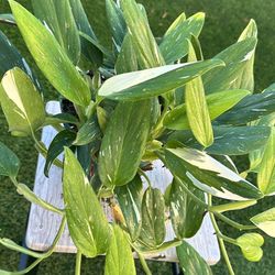 Monstera Standleyana Cobra Plant