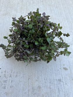 Live Plant Creeping Inchplant, aka Turtle Vine $3