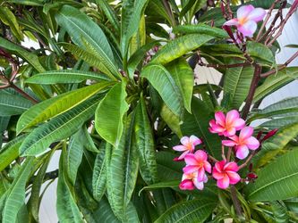 Burgundy/pink plumeria