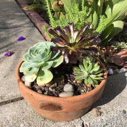 Succulent Arrangement (2)