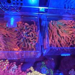 Rainbow Bubble Tip Anemone Decor!!!