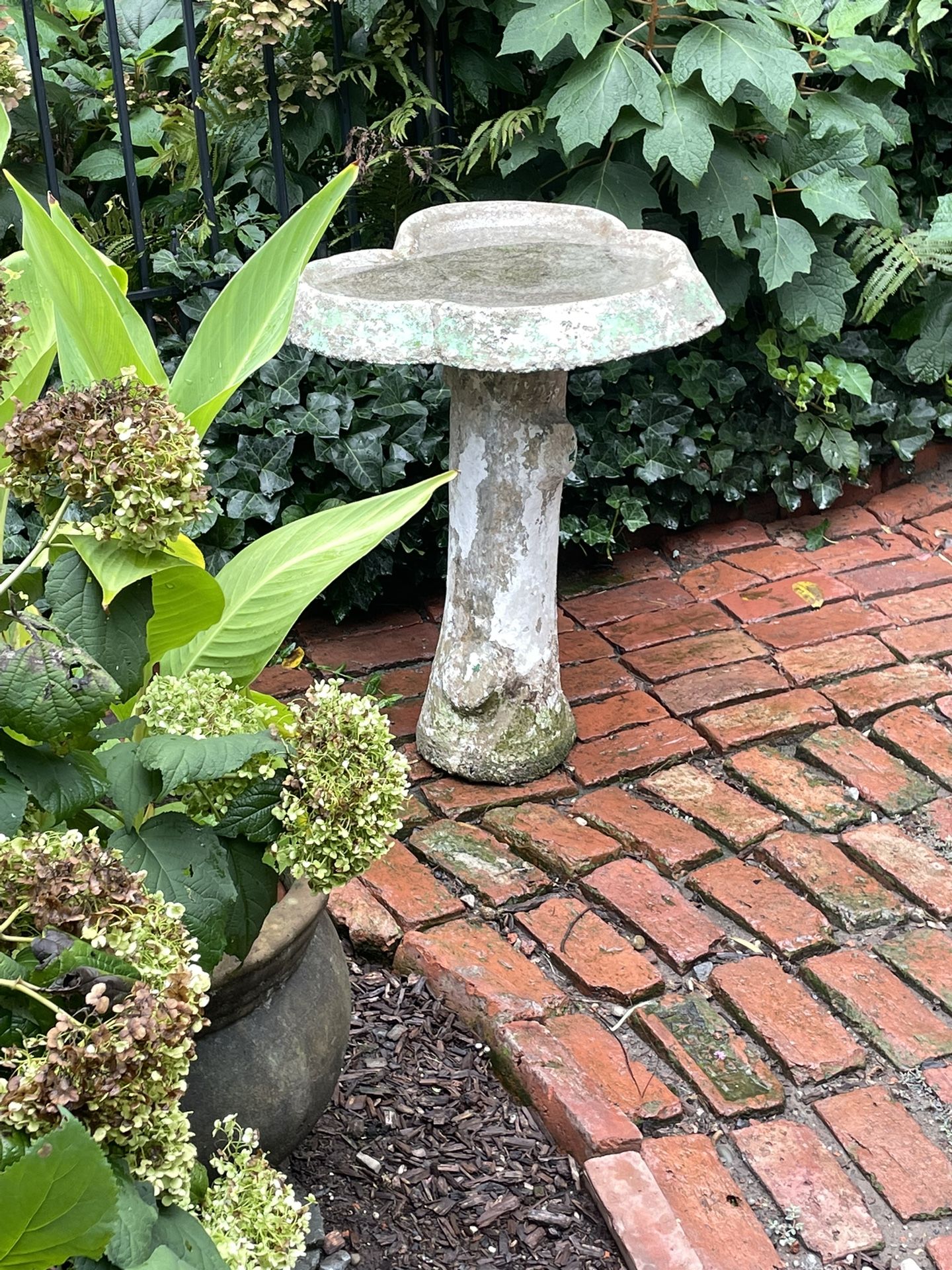 Bird Bath