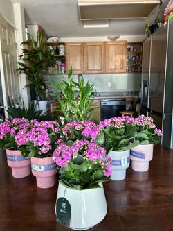 $9 each beautiful pot of pink flowers