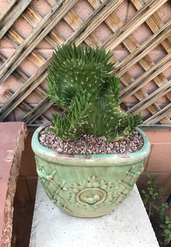 Eve's needle crest cactus in glazed pot