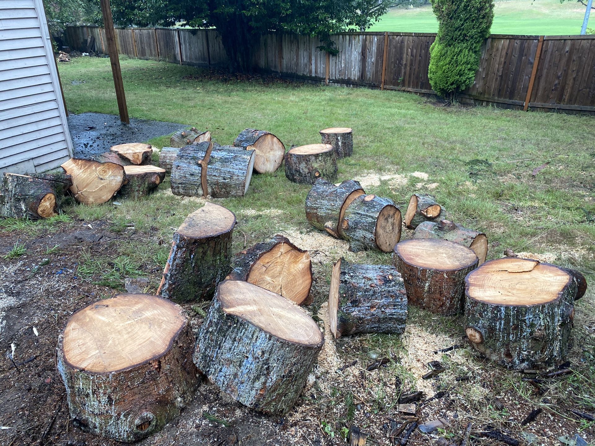 Free firewood (Spruce)