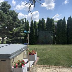 Very Large Indoor Plant 10 Foot Plus Tall