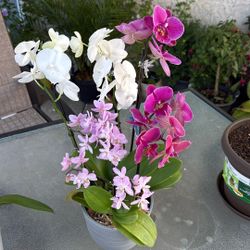 Beautiful Bundle Of Orchids