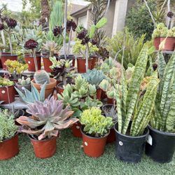Variety Of Succulents Plants 