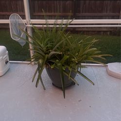 Pineapple Plant 