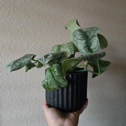 Live Plant w/pot, Scindapsus Satin Pothos 