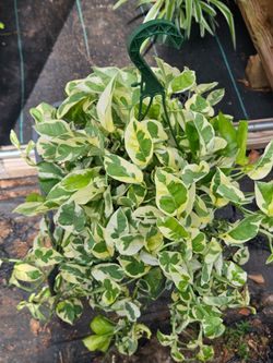 N Joy Pothos houseplant live