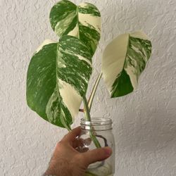 Monstera Albo  Potted Plant