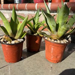 Agave Blue Flame. 6 Inch Pot 10-12 Inches Tall
