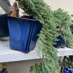 Bonsai Plants For Sale $60 Each