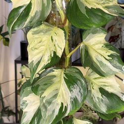 Munjula Pothos Cuttings 