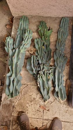 Monstrose apple peruvian cactus. Cutting. $20. Each.