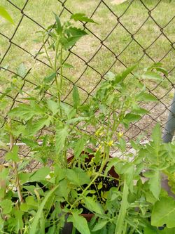 Tomatoes plants