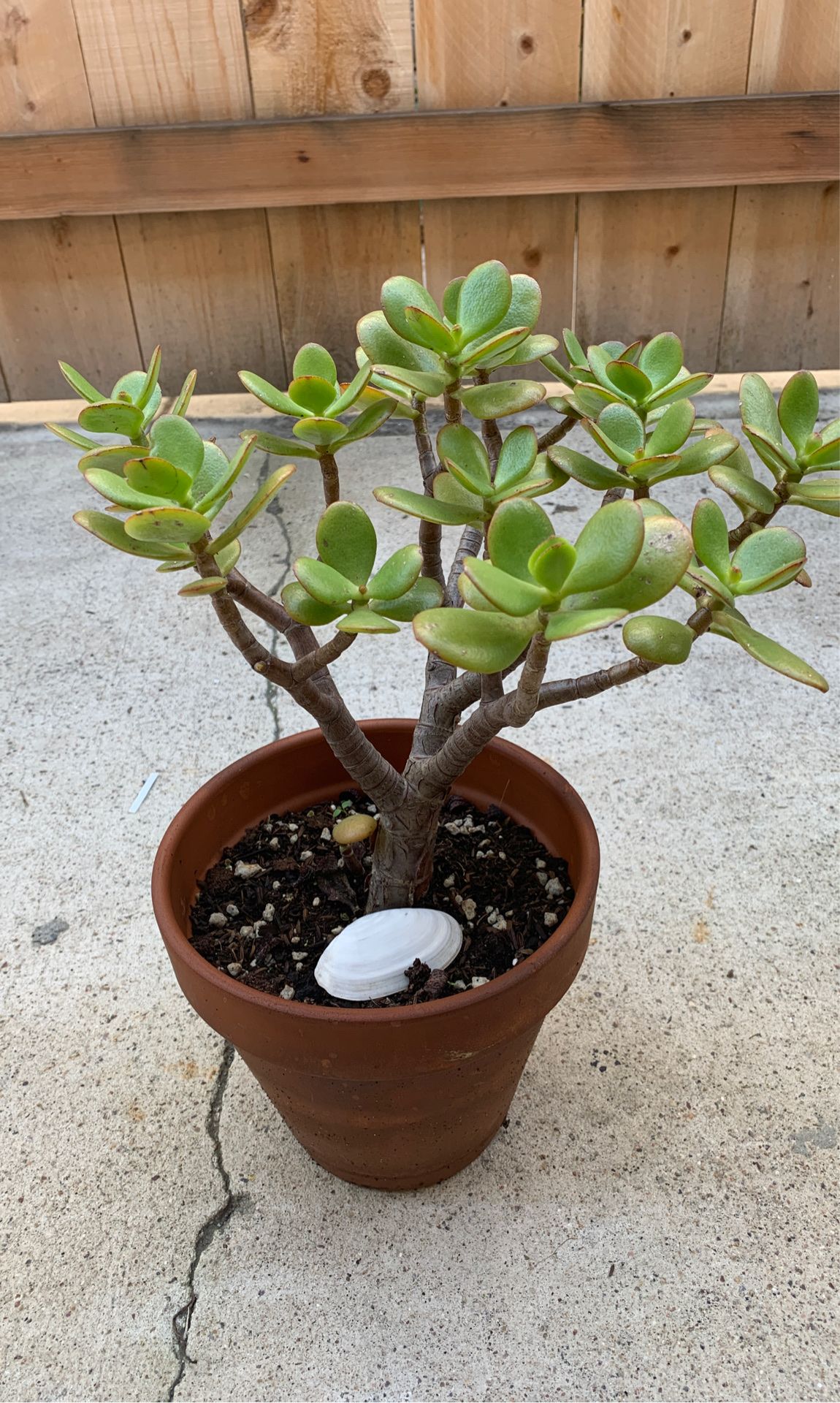 Medium Sized Succulent Plant