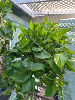 Golden pothos (6 inch) (hablamos español)