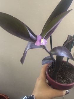 Purple Heart (Tradescantia Pallida)