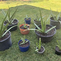 Variety Aloe & Blue Agave End Of Year Sale!