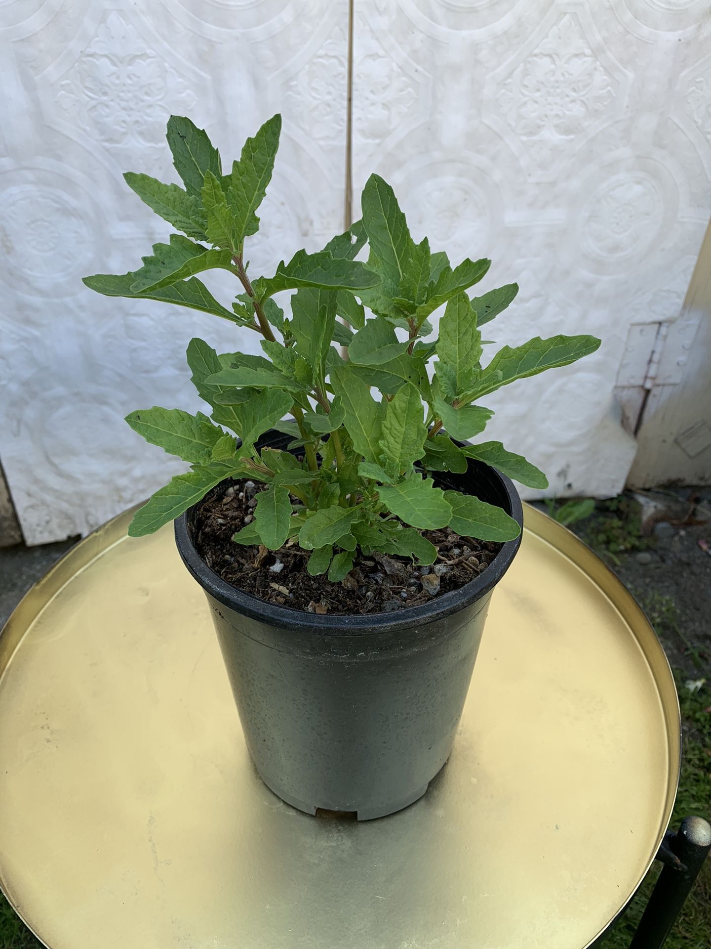 Outdoor Epazote