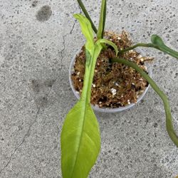 Philodendron Joepii Mint Variegated Top Cut Rooted