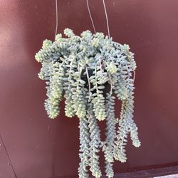 8” donkey tail long plant