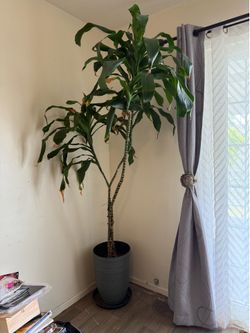 House plant