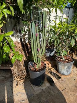 Cactus