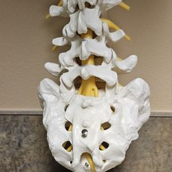 Human Lumbar Spine Anatomy Model Medical Spine Statues Medical Science Teaching