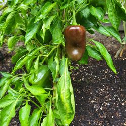 Organic Sweet Chocolate Pepper Seeds! 2026 SEASON EARLY RELEASE! Available Now!  